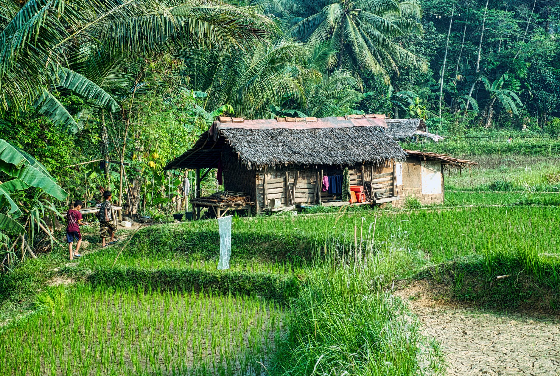two people walking towards a nipa hut in the rice fields surrounded by thick vegetation